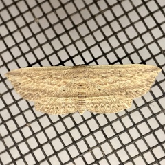 Hyposada hydrocampata