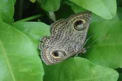 Calliodes pretiosissima