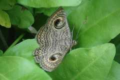 Calliodes pretiosissima