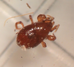 Pergamasus