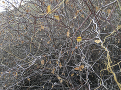 Prunus fremontii