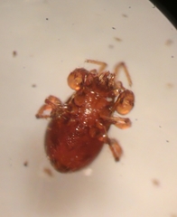 Pergamasus