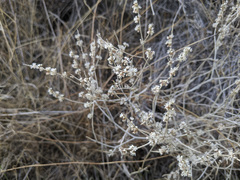 Eriogonum wrightii nodosum