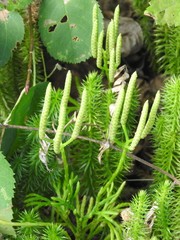 Diphasiastrum complanatum