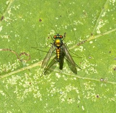 Condylostylus comatus