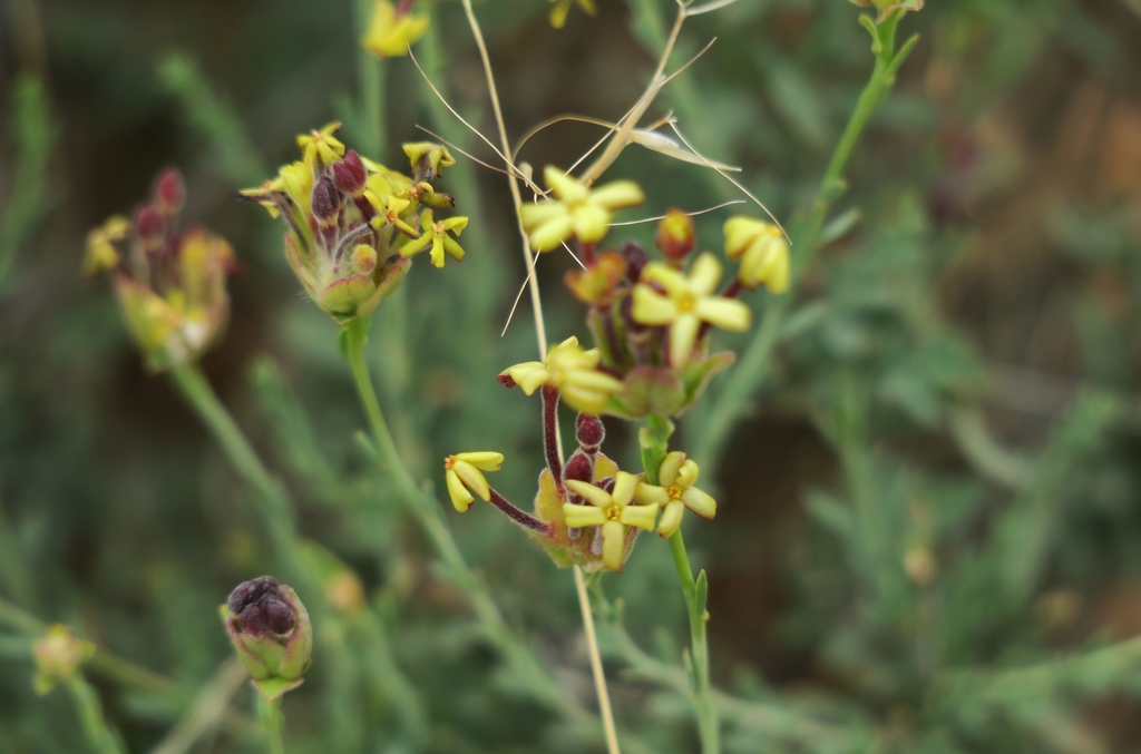 Small-leaf Curryflower