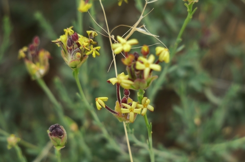 Small-leaf Curryflower (Lasiosiphon microphyllus)