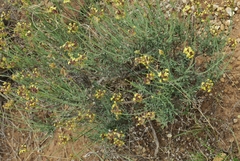 Lasiosiphon microphyllus