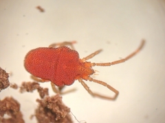 Smarididae