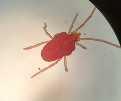 Smarididae