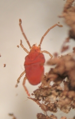 Smarididae