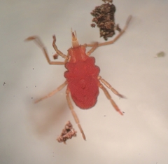 Smarididae