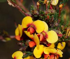 Dillwynia ramosissima