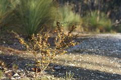 Dillwynia ramosissima