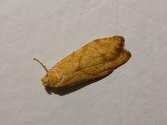 Blastobasis decolorella