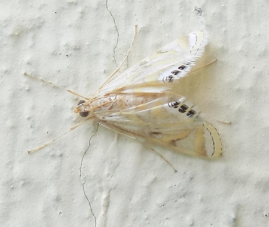 Eoophyla menglensis