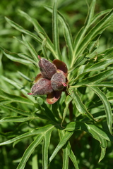 Paeonia hybrida