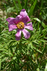 Paeonia hybrida