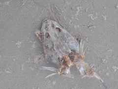 Platycephalus fuscus