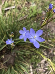 Orthrosanthus multiflorus