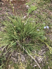 Orthrosanthus multiflorus