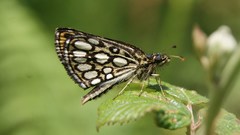 Heteropterus morpheus