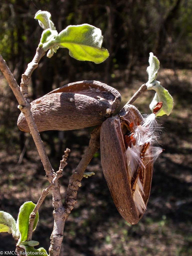 Secamone ankarensis