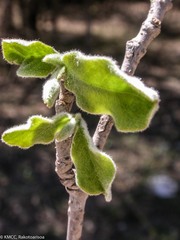 Secamone ankarensis