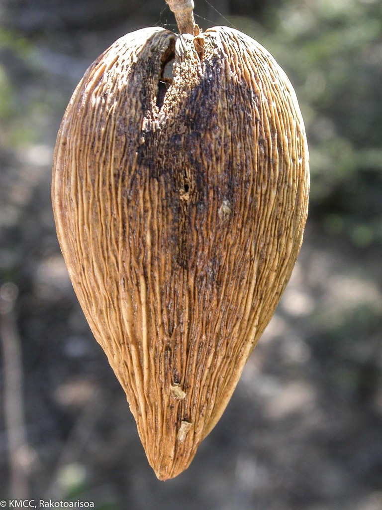 Secamonoideae