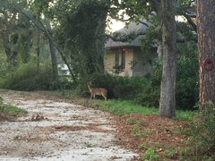 Odocoileus virginianus hiltonensis