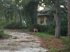 Odocoileus virginianus hiltonensis