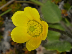 Ranunculus multiscapus