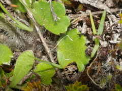 Ranunculus multiscapus