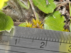 Ranunculus multiscapus