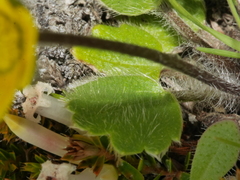 Ranunculus multiscapus