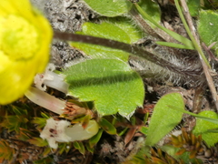 Ranunculus multiscapus