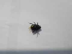 Sericotrupes niger