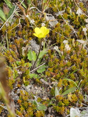 Ranunculus multiscapus