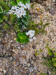 Olearia allomii