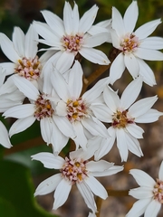 Olearia allomii