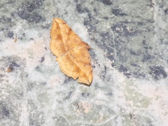 Anticarsia irrorata