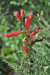 Lamourouxia rhinanthifolia