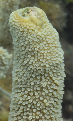 Acropora robusta