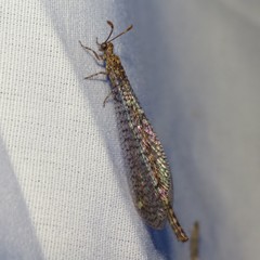 Clathroneuria schwarzi