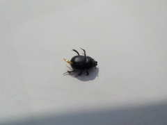 Sericotrupes niger