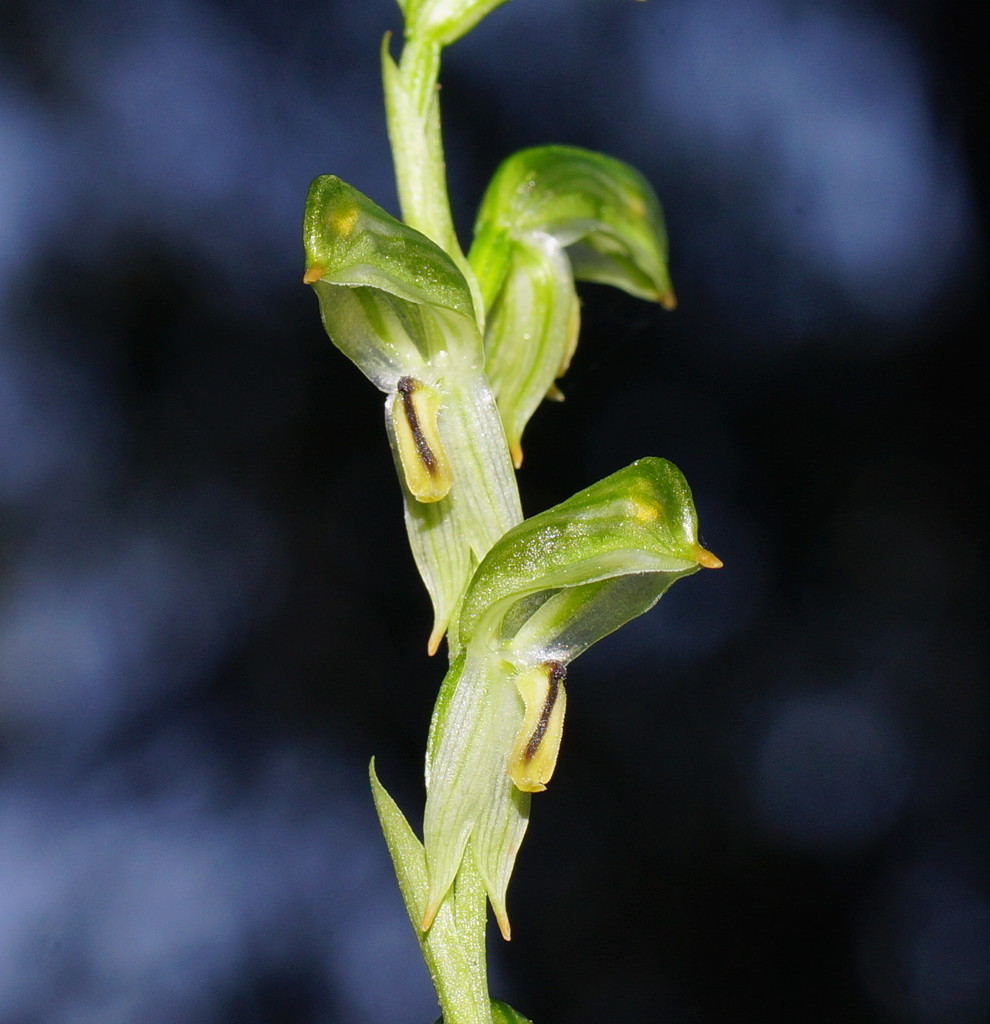 tall greenhood