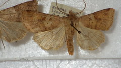 Diarsia mendica