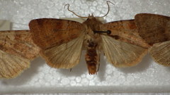Diarsia mendica