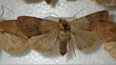 Diarsia mendica