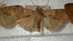 Diarsia mendica
